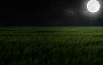 Dark Rye Wallpaper And Background Image Id