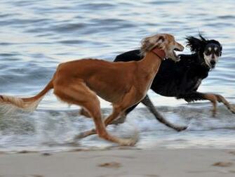Long Distance Running HD Pictur Html Size 82k Pictures