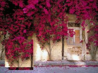 Bougainvillea Wallpaper And Background Image Net
