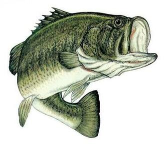 Fishing Image Largemouth Bass Wallpaper Photos