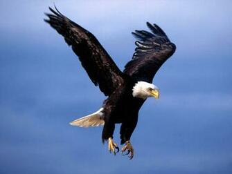 Flying Birds Wallpaper Desktopwallpaper