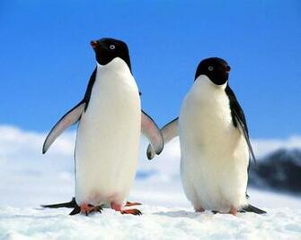 Penguins Wallpaper