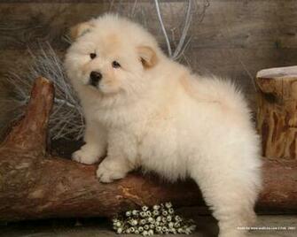 File Chow Wallpaper Olkgiq5 Jpg 4usky
