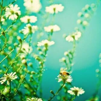 Phone Wallpaper Dump Flower Me