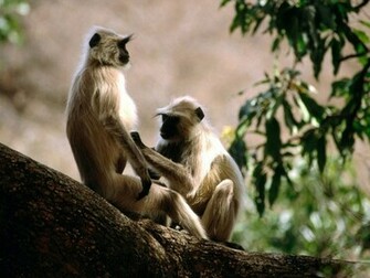 Indian Monkey Wallpaper