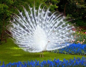 Beautiful Wallpaper For Desktop Peacock HD