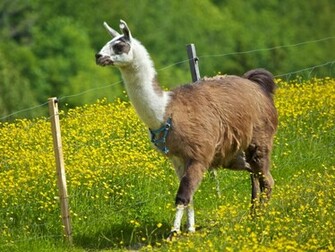 Llama Wallpaper