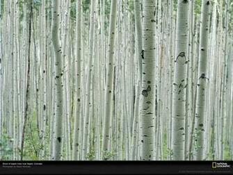 Aspen Grove Colorado Wallpaper National Geographic