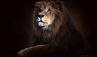 Wallpaper Lion Of The Tribe Judah
