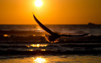 A Bird Flying Over The Ocean At Sunset With Words Saying Blessing And Prayers Hugs Wallpaper