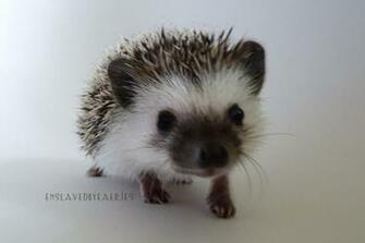 Cute Hedgehog Wallpaper After Giving Poppy A Few Days
