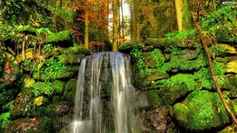 Forest Waterfall Wallpaper