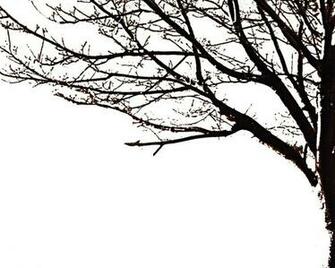 Tree Silhouette By Avidwriter