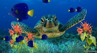 Moving Screensaver Animated Coral Reef