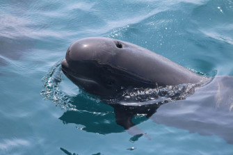 Pilot Whale Wallpaper