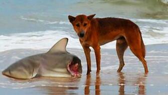 Dingo Wallpaper Animal Hq Pictures 4k