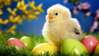 Easter Wallpaper For Computer Chick Jpg