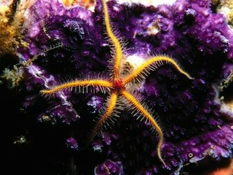 Starfish Wallpaper