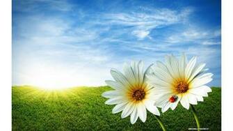 Daisies Spring Flowers Wallpaper In Resolution