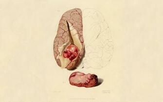 Human Anatomy Wallpaper