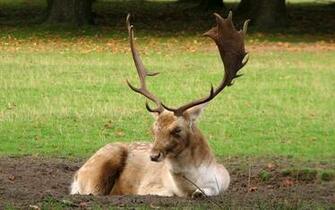 For Deer HD Wallpaper Full Animal
