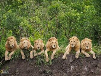 Picture Animal Wallpaper National Geographic Photo Of The Day
