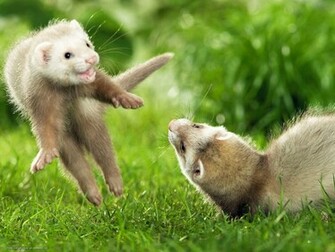 Pictures Games Ferret Wallpaper
