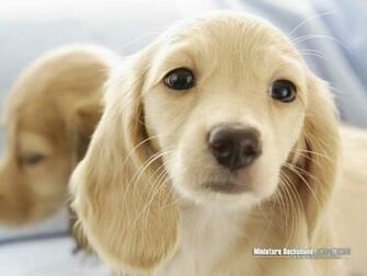Puppies Miniature Dachshund Puppy Wallpaper No