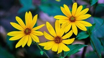Mongolia Flower Three At Sunset 4k UHD Wallpaper New HD