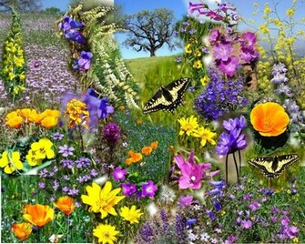 Spring Wallpaper Background HD Background Desktop