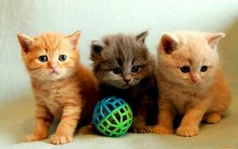 Kitty Cat Wallpaper