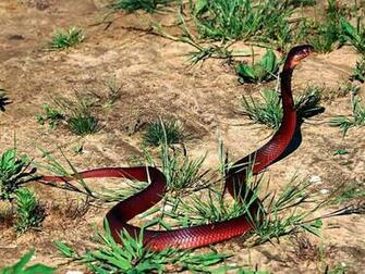 Wallpaper Snakes At Forest Black Naughty