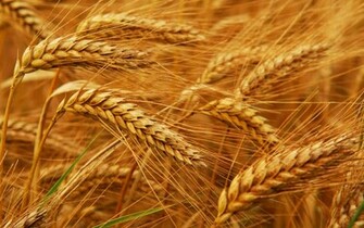Why Whole Wheat Bread Is Not Healthier Than White Weight Zone Factor