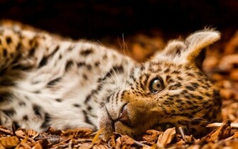 Jaguar Baby Widescreen HD Desktop Background Wallpaper