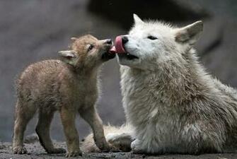 Anime Black And White Wolves In Love Wolf