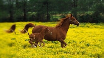 Wild Horse Desktop Background Bwalles Gallery