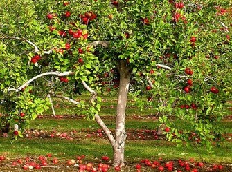 Apple Tree Pictures