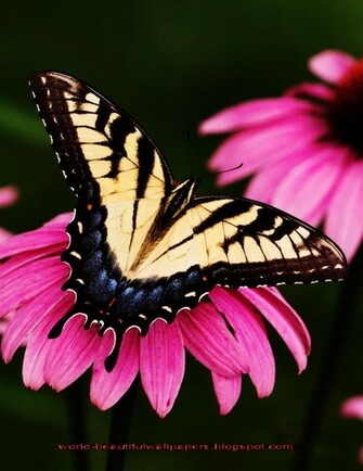 Beautiful Wallpaper Butterflies