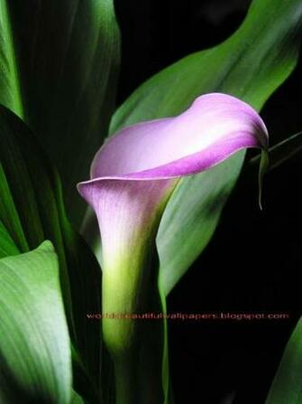 Beautiful Wallpaper Calla Lily Flowers
