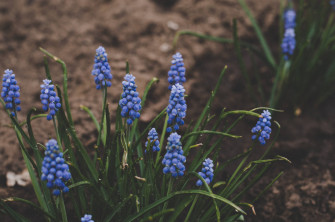 Top Hyacinth Wallpaper Full HD 4k To Use