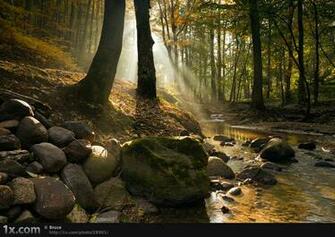 Mystical Forest Wallpaper