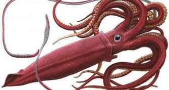 Giant Squid Wallpaper High Definition