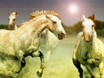 Windows Thoroughbred Horse HD Wallpaper High Quality