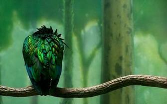 Green Bird Branch Wallpaper Photo And All