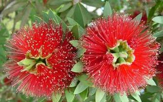 Beautiful Red Hawaiian Flowers Wallpaper