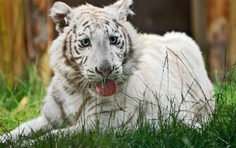 Desktop Wallpaper Cute White Tiger Hq