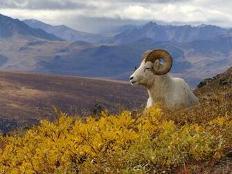 Denali National Park Pictures