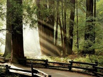 Muir Woods Wallpaper California World In Jpg Format For