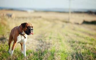 Wild Dog In Field Wallpaper