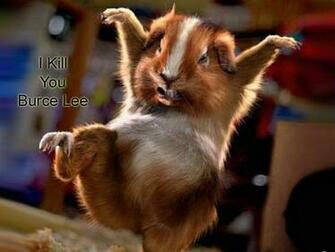 Wallpaper Best Funny